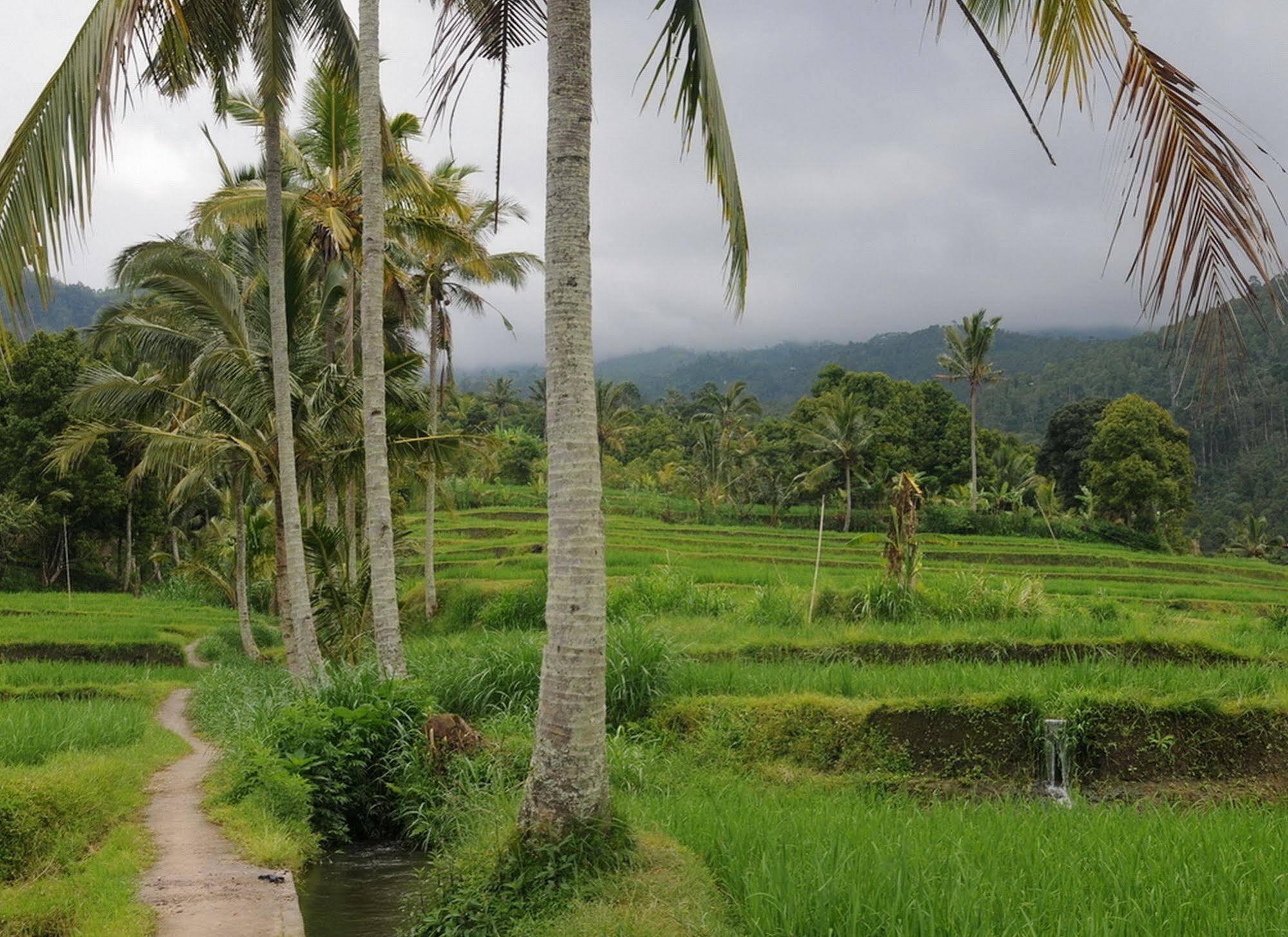 Karang Sari Guesthouse & Warung 姆杜克 外观 照片